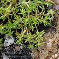 Crassula_aquatica_ai7616