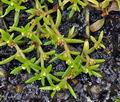 Crassula_aquatica_bo9286