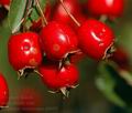 Crataegus_macrocarpa_al8695