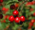 Crataegus_macrocarpa_al8700