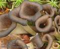 Craterellus_cornucopioides_ab9042