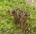 Craterellus_cornucopioides_ab9052