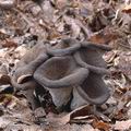 Craterellus_cornucopioides_aj3411