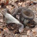 Craterellus_cornucopioides_aj3419