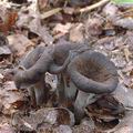 Craterellus_cornucopioides_aj3423