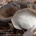 Craterellus_cornucopioides_aj3428