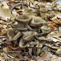 Craterellus_cornucopioides_be4103