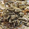 Craterellus_cornucopioides_be4103