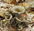 Craterellus_cornucopioides_be4117