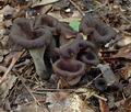 Craterellus_cornucopioides_db0662