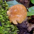 Crepidotus crocophyllus bi2100