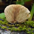 Crepidotus crocophyllus bi2102