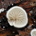 Crepidotus_lundellii_bi6404