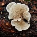 Crepidotus_lundellii_bi6414