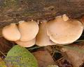 Crepidotus_mollis_a8057