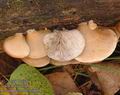 Crepidotus_mollis_a8059