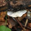 Crepidotus_variabilis_bk7190