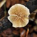 Crepidotus_variabilis_bk7200