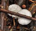 Crepidotus_variabilis_bn9973