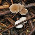 Crepidotus_variabilis_bn9984