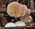 Crepidotus_variabilis_bn9986