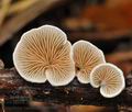 Crepidotus_variabilis_bn9990