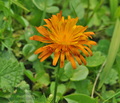 Crepis_aurea_bk4176