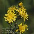 Crepis_praemorsa_ak3881