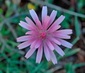 Crepis_rubra_dc7881