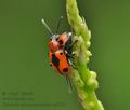 Crioceris_quinquepunctata_cs6533