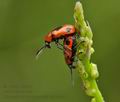 Crioceris_quinquepunctata_cs6544s