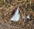 Crocidura_leucodon_h5257