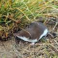 Crocidura_leucodon_h5458