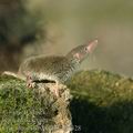 Crocidura_suaveolens_ag6328