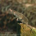 Crocidura_suaveolens_ag6408