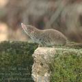 Crocidura_suaveolens_ag6608