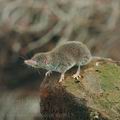 Crocidura_suaveolens_ag6615