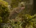 Crocidura_suaveolens_k7350