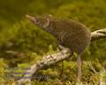 Crocidura_suaveolens_k7595