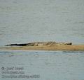 Crocodylus_niloticus_ad4958