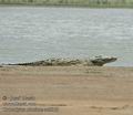 Crocodylus_niloticus_ad5069