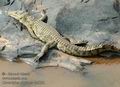 Crocodylus_niloticus_db5800