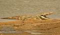 Crocodylus_niloticus_db8884