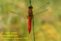 Crocothemis_erythraea_2509