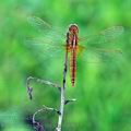 Crocothemis_erythraea_bd0833