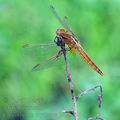 Crocothemis_erythraea_bd0835