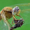 Crocothemis_erythraea_bd0846