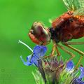 Crocothemis_erythraea_bd0850