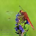 Crocothemis_erythraea_bd0862