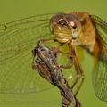 Crocothemis_erythraea_bd0867